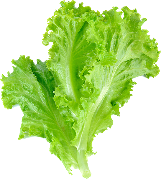 romaine-lettuce-leaf-vegetable-salad-leaf-lettuce-vegetable-98bb08e8b78390c60956d2f33ed33afa